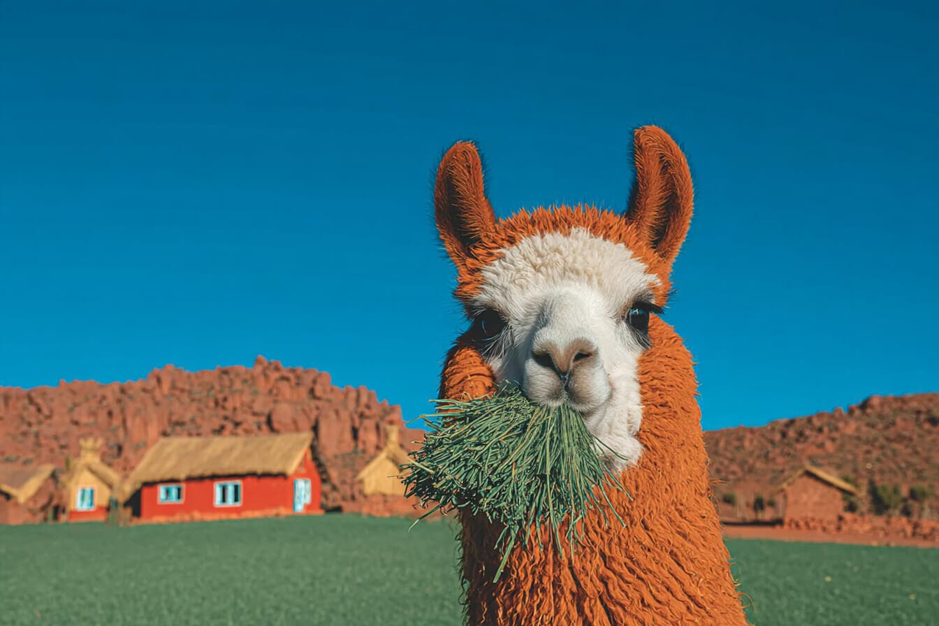 Llama Bedtime Stories